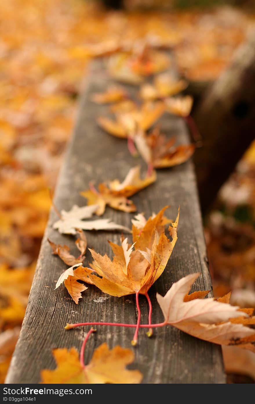 Autumn leaves on the bench in the James Gardens park in Toronto