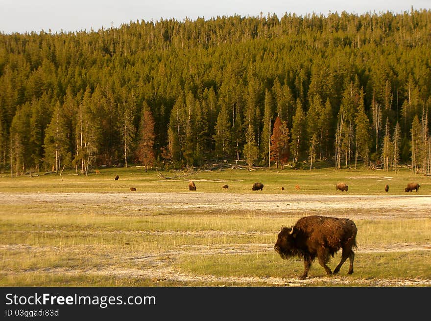 Buffalos In Yellowstone