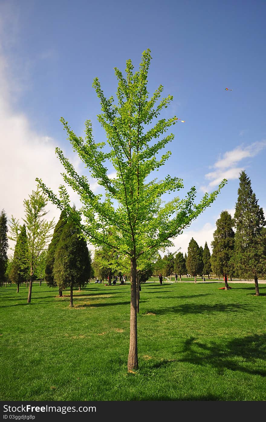 Picture of a single tree in a beautiful garden,