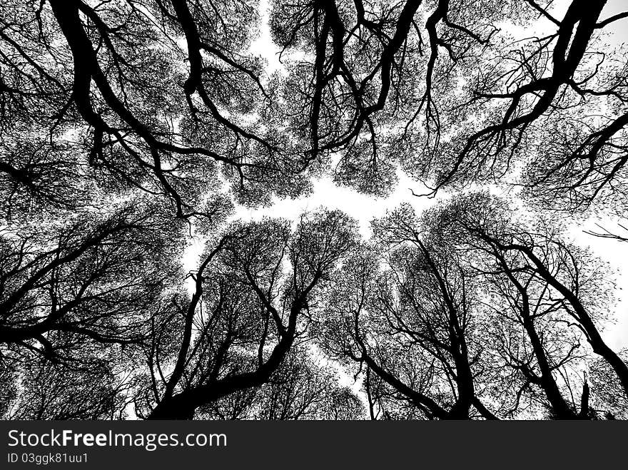 Silhouette of few willows, view from below