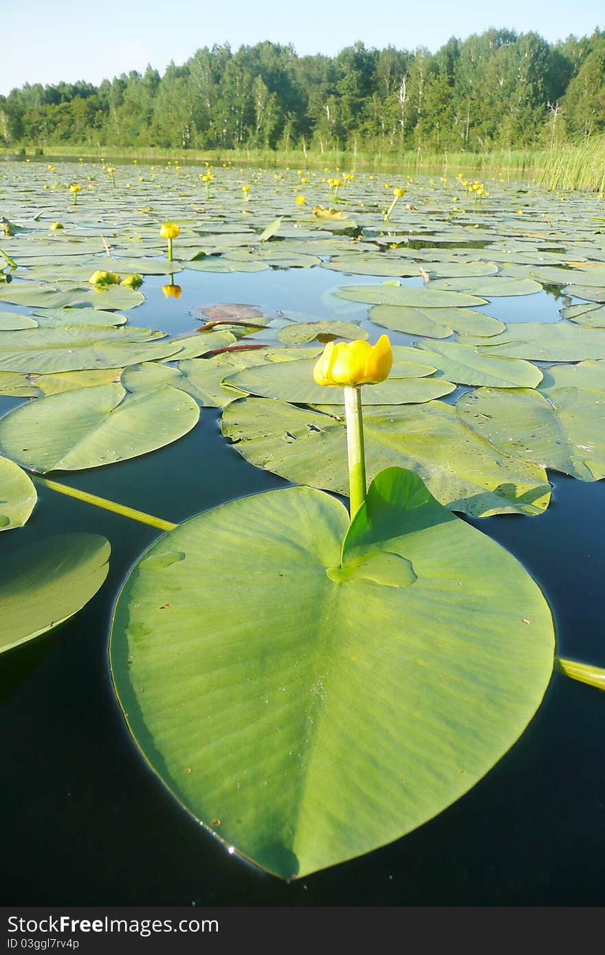 Lilies on the water