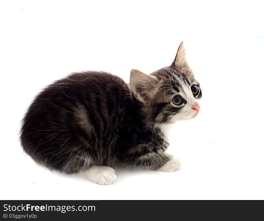 Fluffy grey kitten over white. Fluffy grey kitten over white