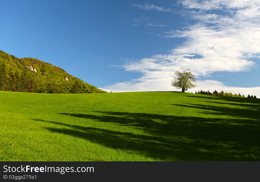 Alone tree on the green meadow under cloudy