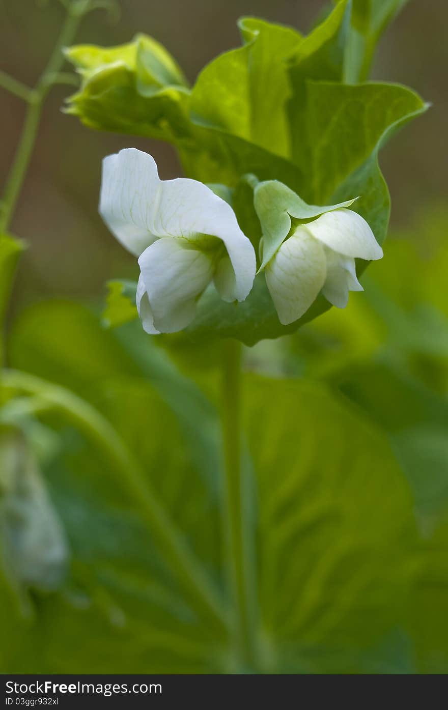 Green peas plant growing