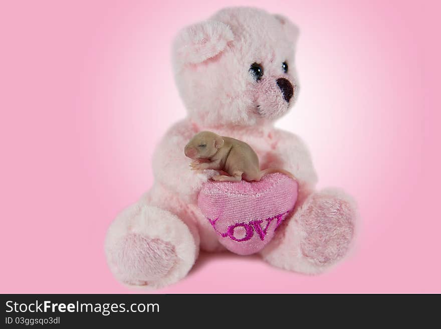 A baby mouse and pink stuffed bear.