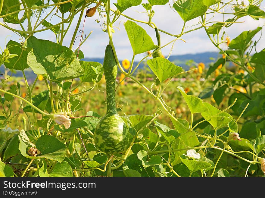 Decoration pumpkins growing on the farm. Decoration pumpkins growing on the farm