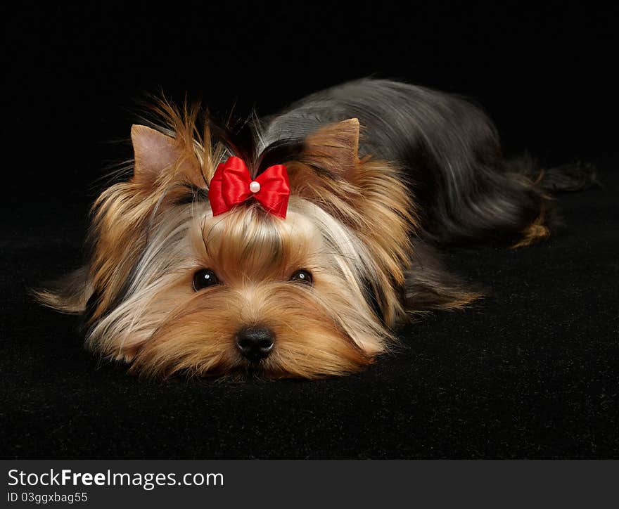 Young Yorkshire Terrier