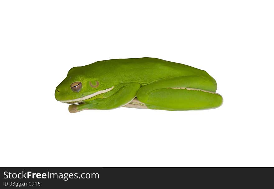 Curled up Green Tree Frog in Port Douglas, Queensland, Australia. Available on White and Transparent background. Curled up Green Tree Frog in Port Douglas, Queensland, Australia. Available on White and Transparent background