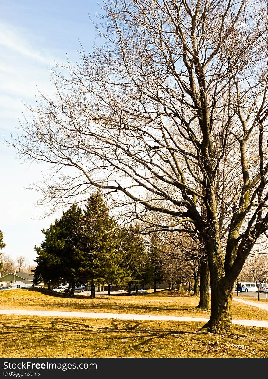 Trees in a park in autumn