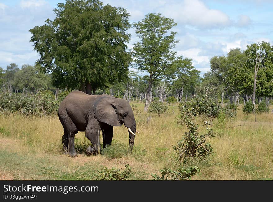 A elephant in the bush