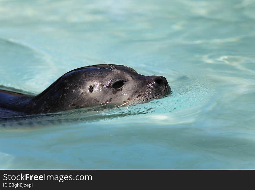 Head of seal in water in spring