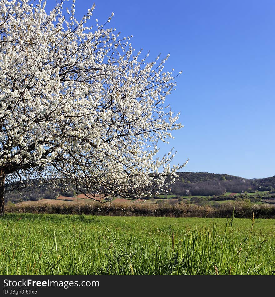 Beautiful tree with white flowers on grenn grass. Beautiful tree with white flowers on grenn grass