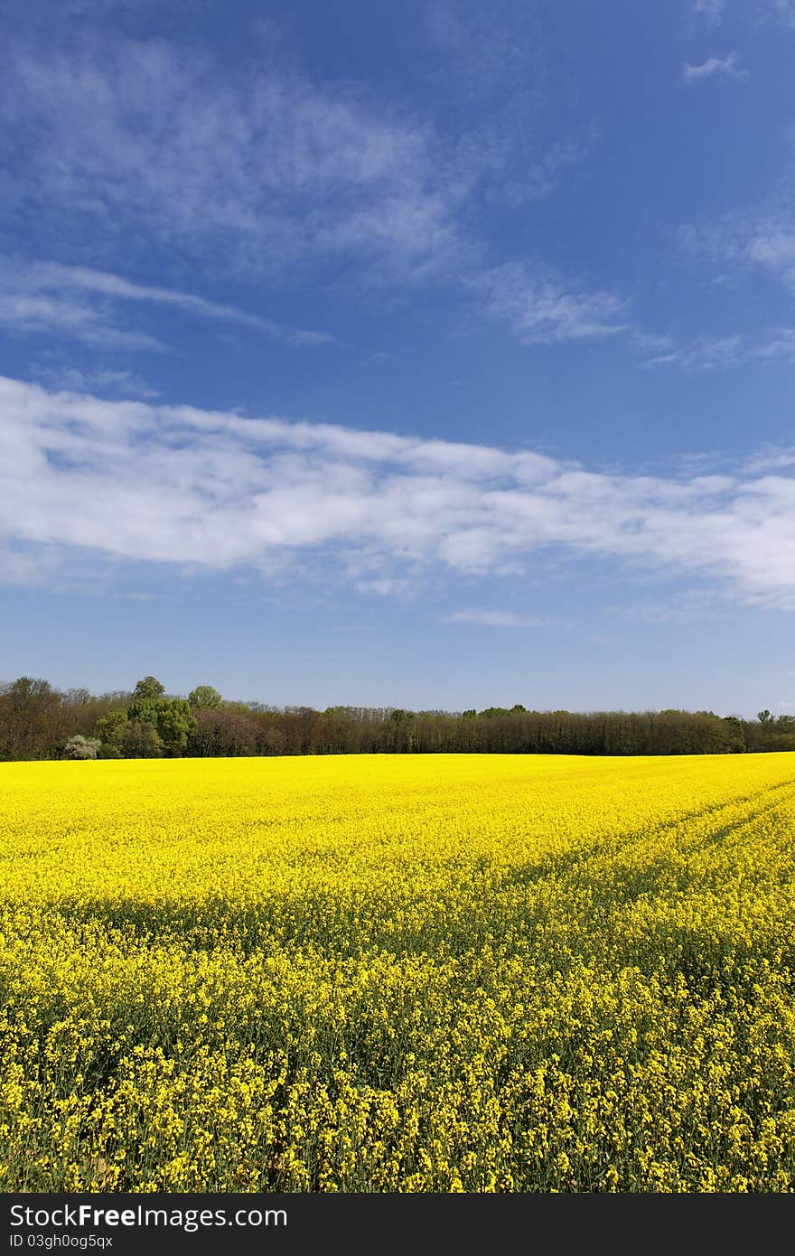 field and blue sky with clouds. field and blue sky with clouds