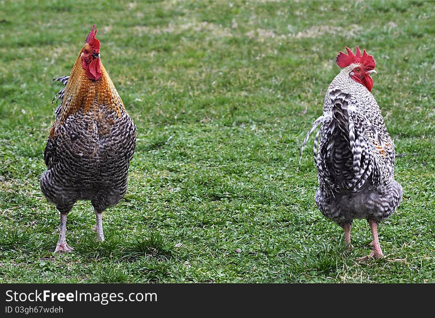 Watching each others backs-hen and rooster. Watching each others backs-hen and rooster