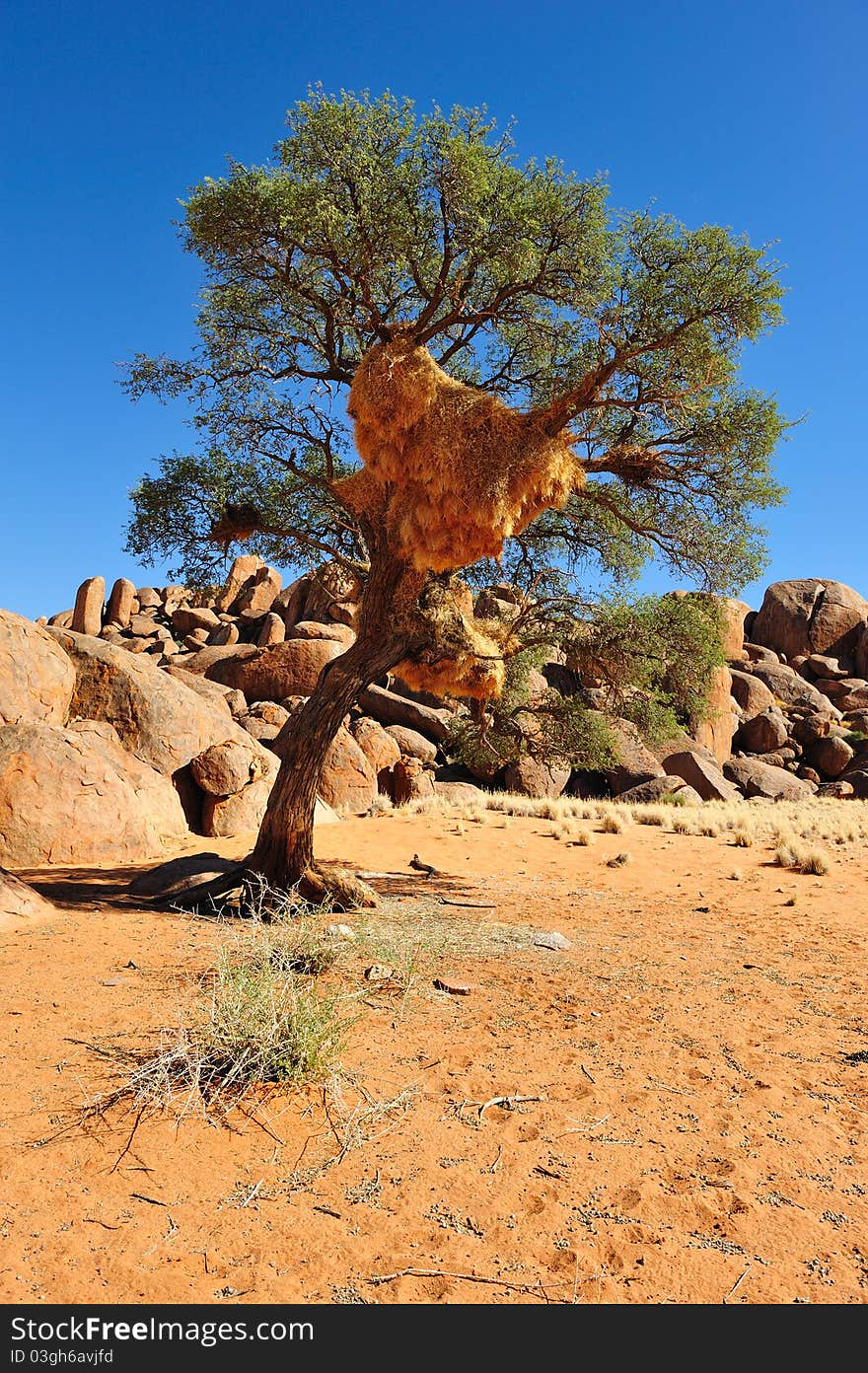 Social Weaver nest on a tree (Namibia)