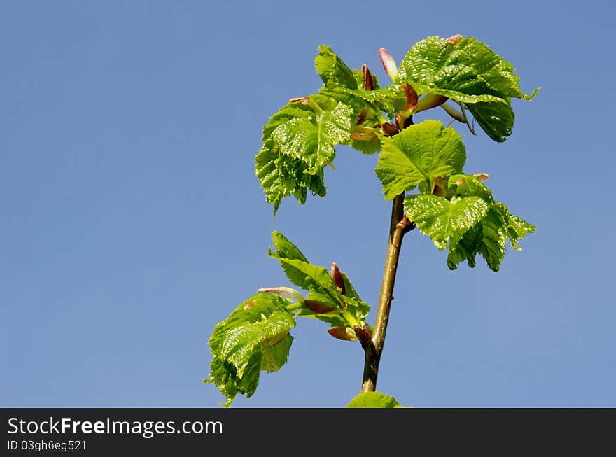 Opened Young Lime Leaves.