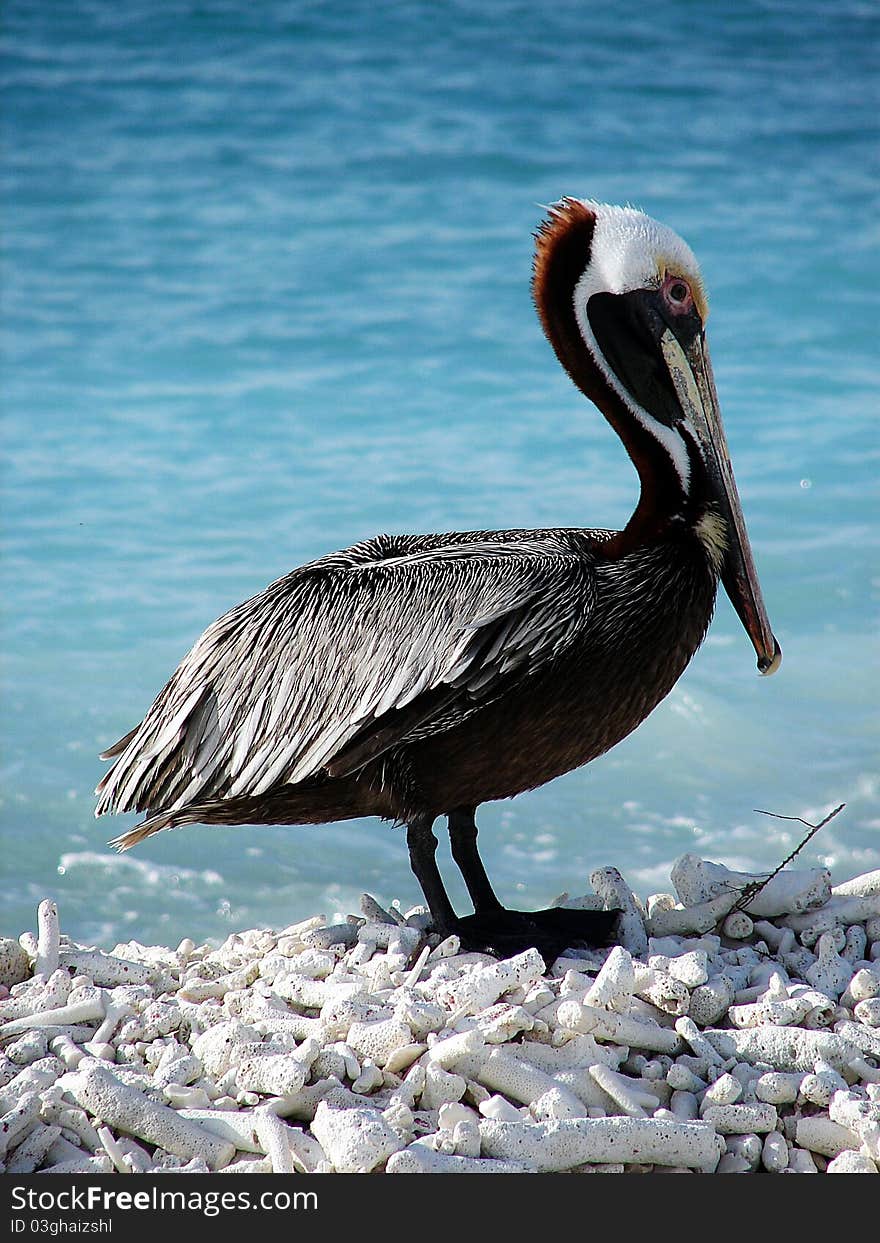 Pelican