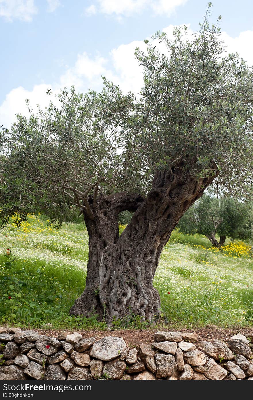 Olive Tree