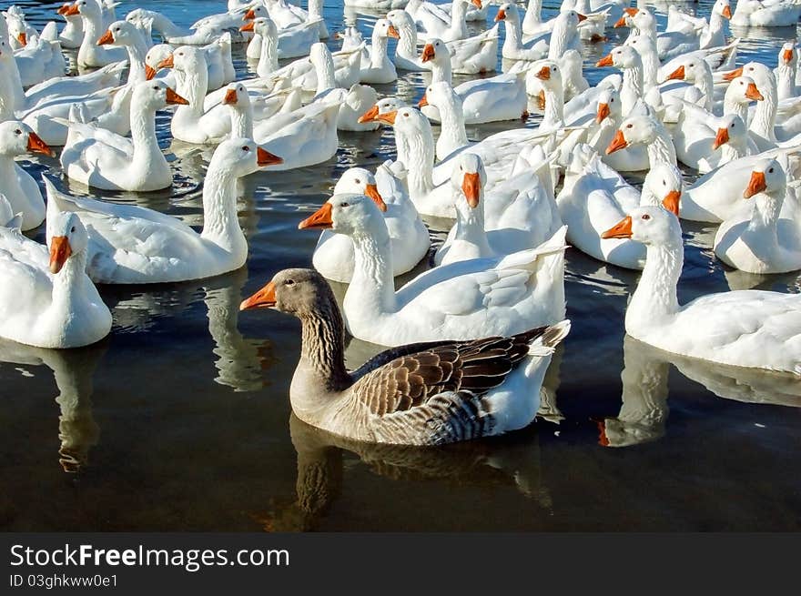 Group of swimming white geese with one brown