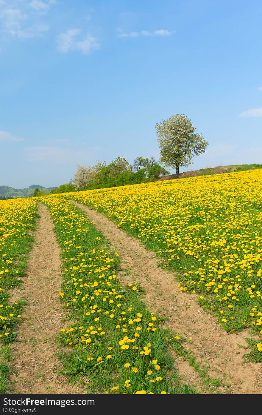 Path in dandelion meadow