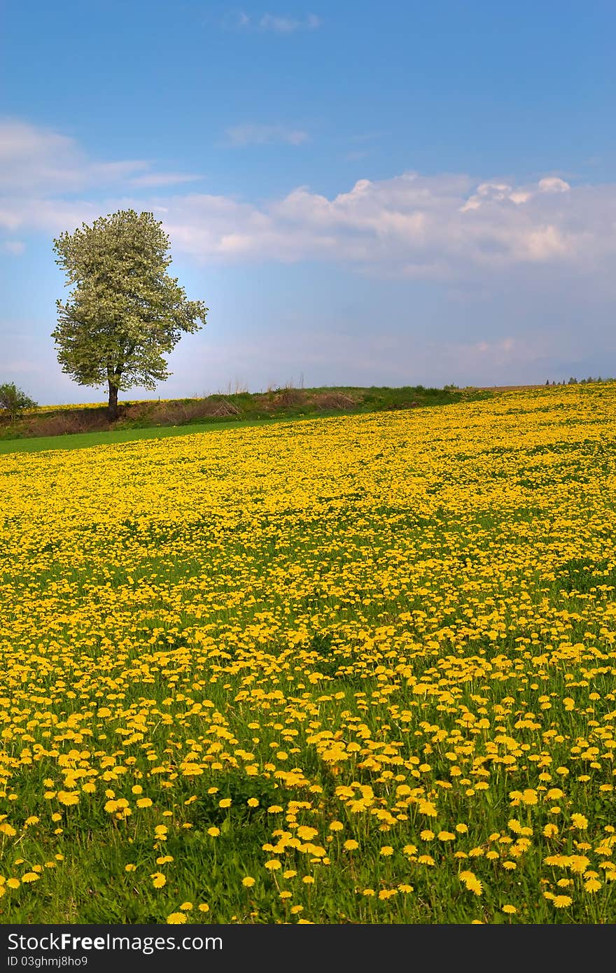 Alone tree in a dandelion meadow