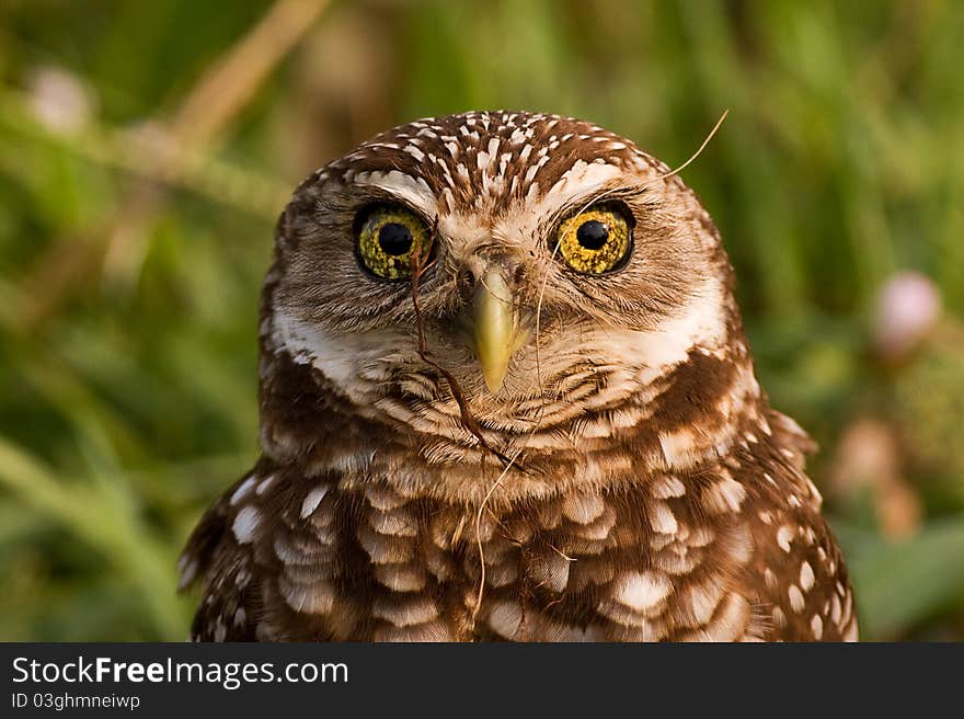 Burrowing Owl