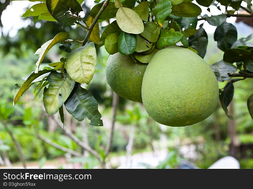 Fresh grapefruit on the tree are