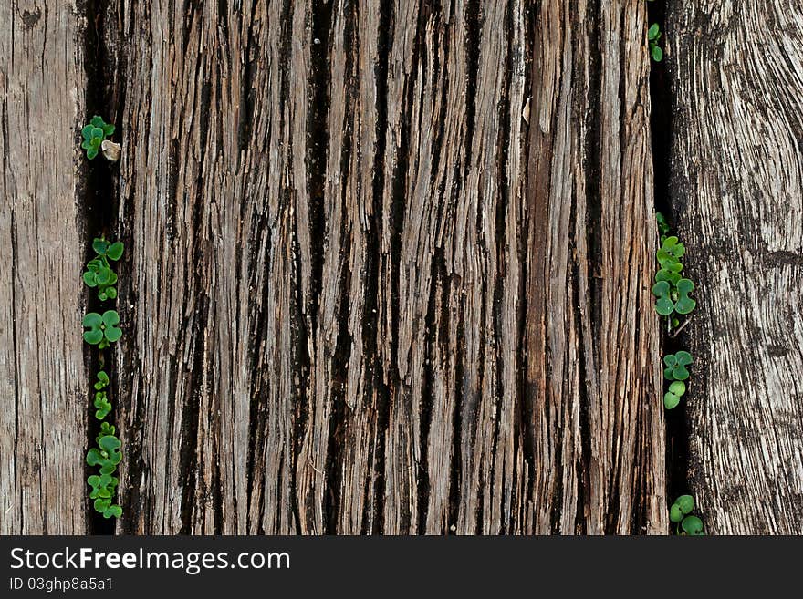 Wooden bridge Texture