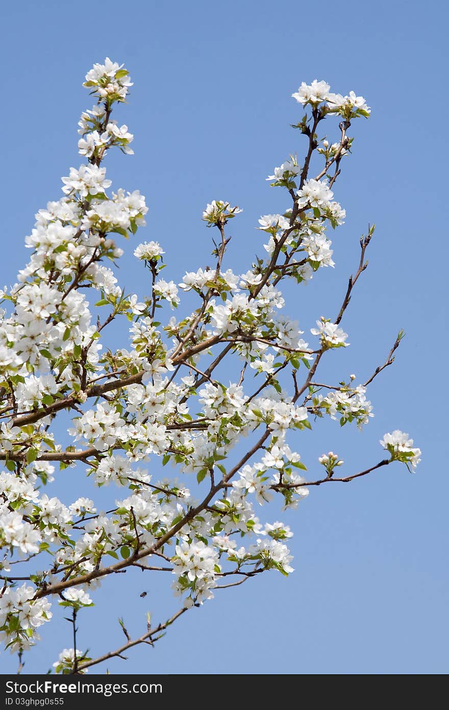 Branch of a blossoming apple-tree against the dark blue sky