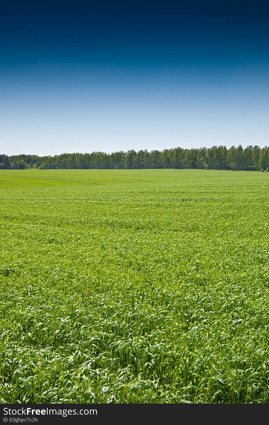 Green grass under blue bright sky