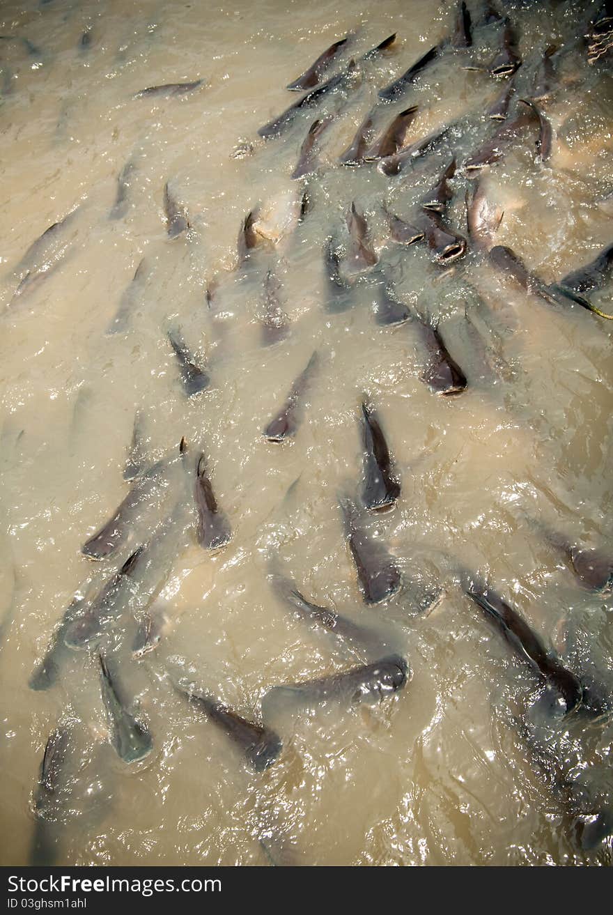 Feeding group of catfish in river of thailand