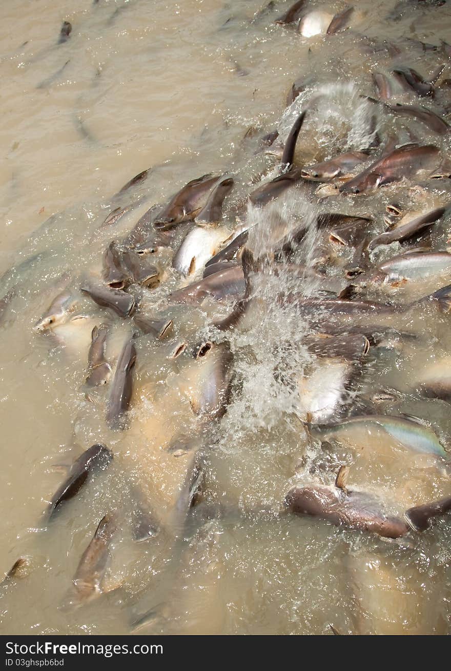 Feeding group of catfish in river of thailand