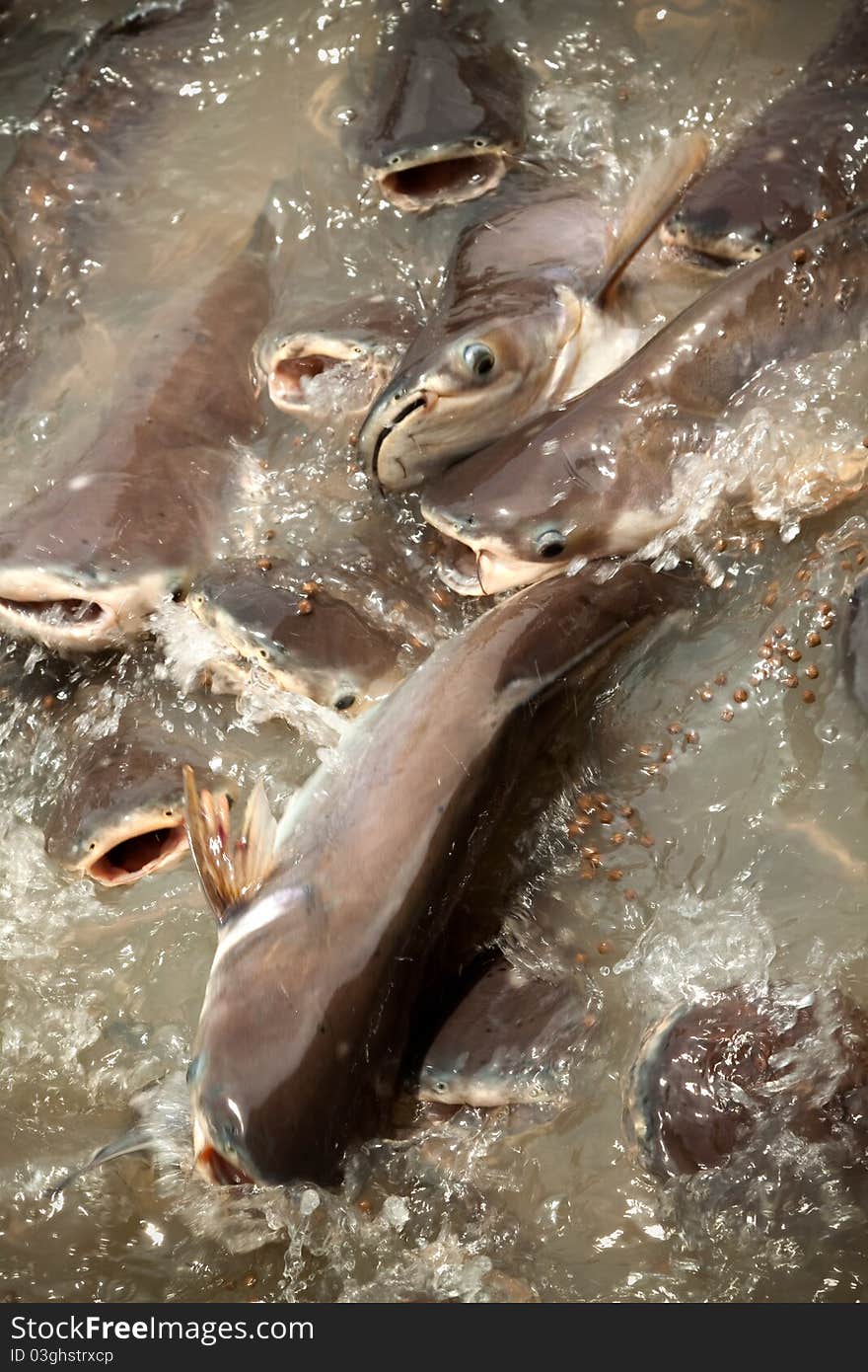 Feeding group of catfish in river of thailand