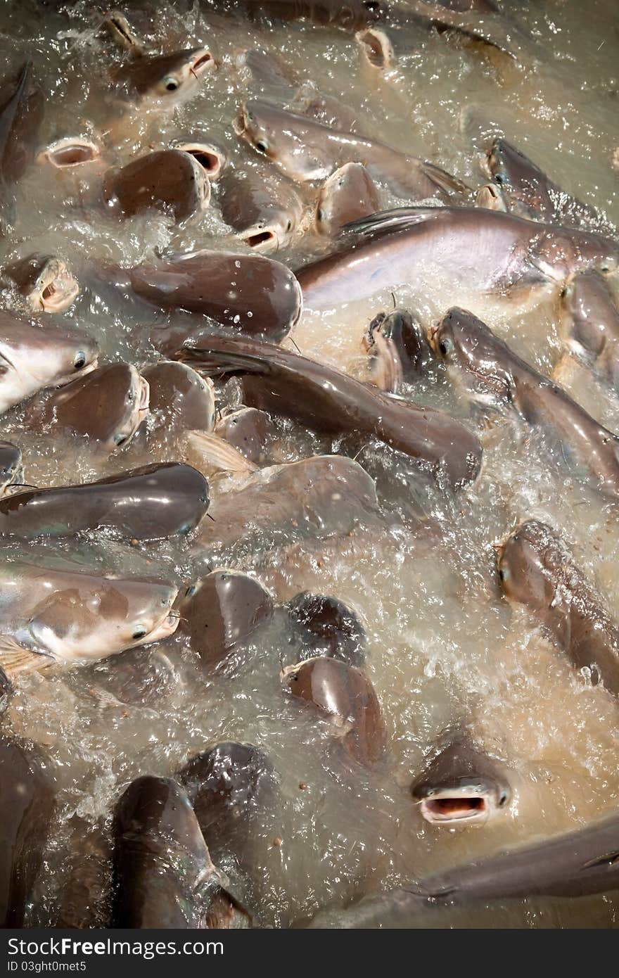 Feeding group of catfish in river of thailand