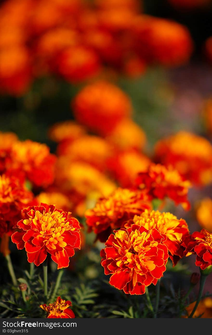 Flowers In Autumn