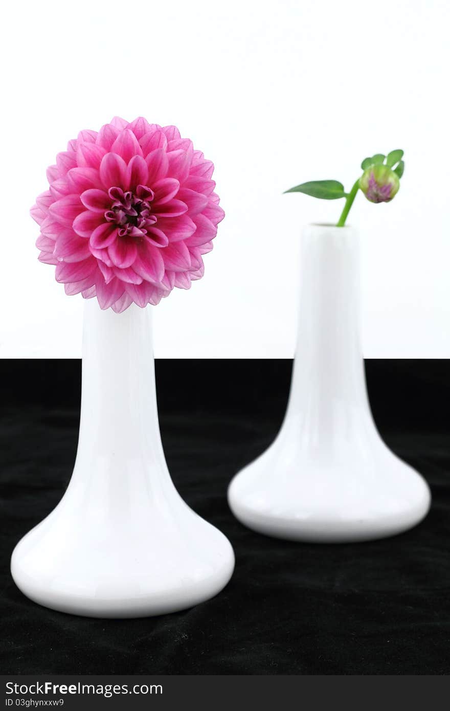 White vases with dahlia flowers