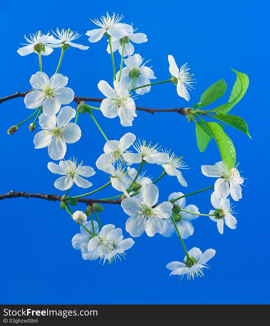 Cherry blossom with green leaves on blue background