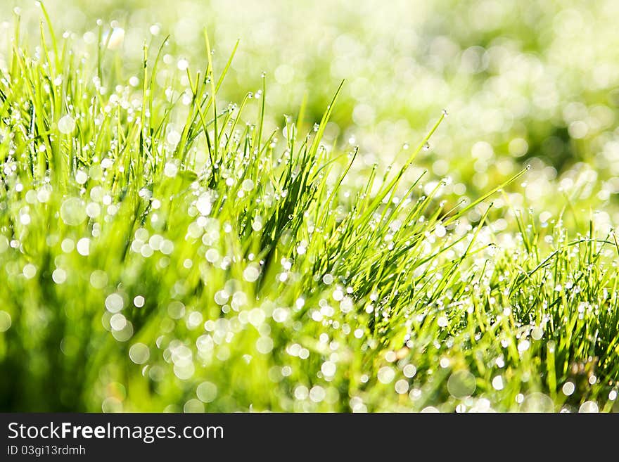 Fresh grass with dew drops. Fresh grass with dew drops