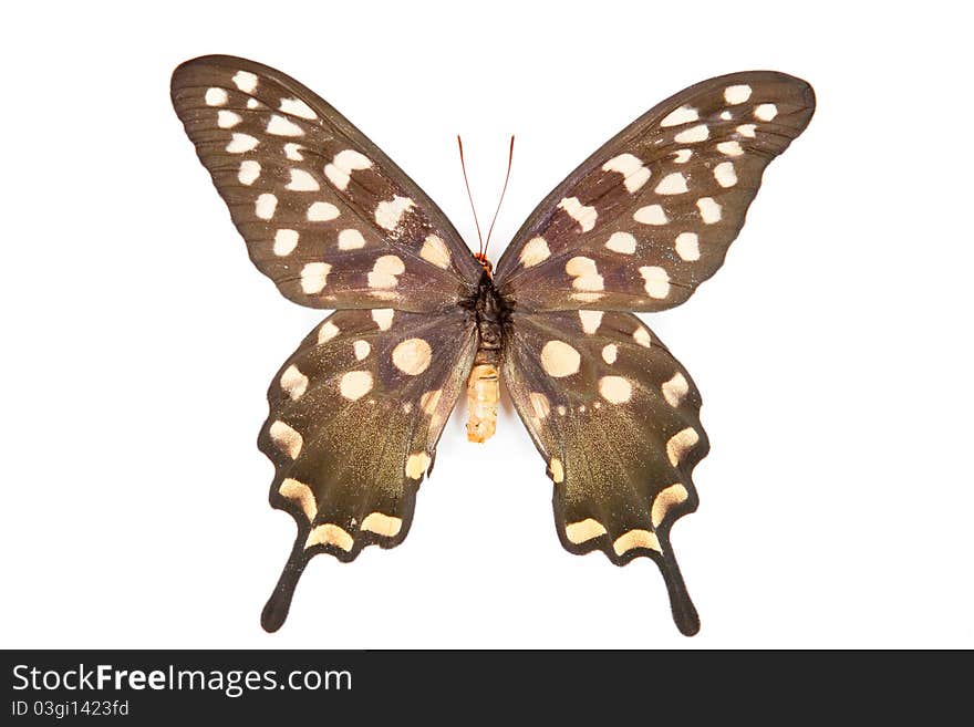 Brown and orange butterfly Papilio antenor