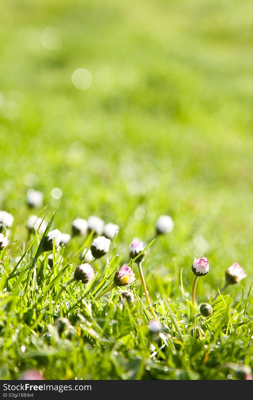 Fresh grass and daisy with dew drops. Fresh grass and daisy with dew drops