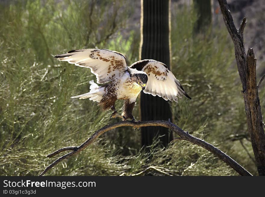 A ferruginous hawk landing on a branch