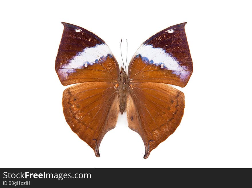 Brown butterfly Kalima paralecta isolated