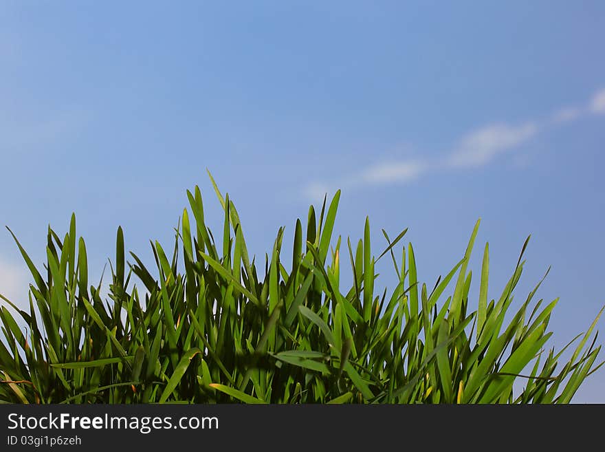 Green grass on the skyline