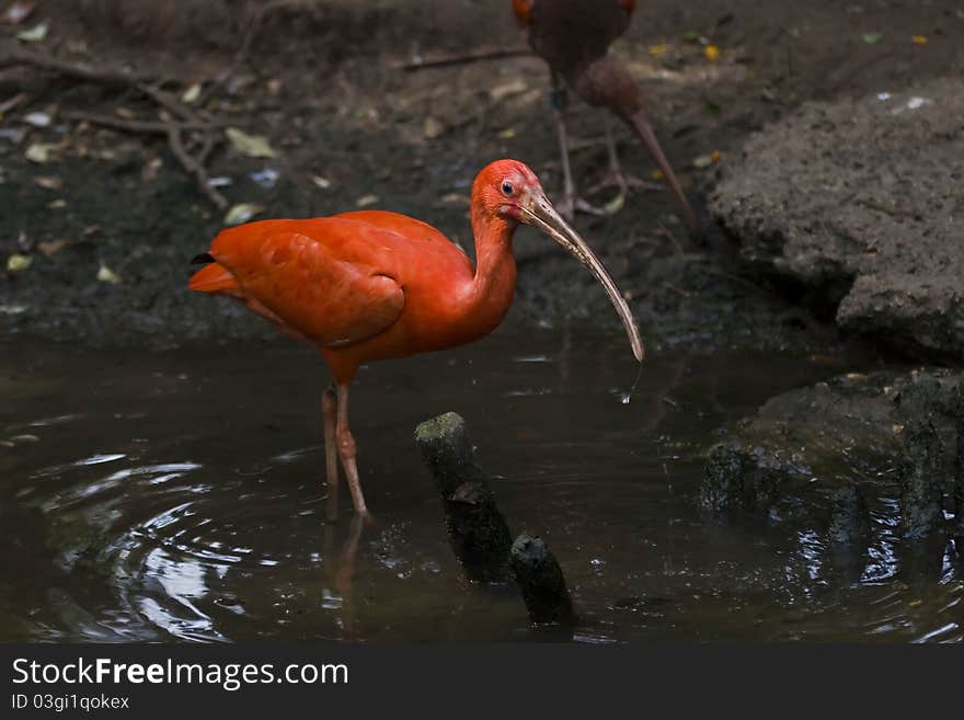 A Scarlet ibis walking in a swamp