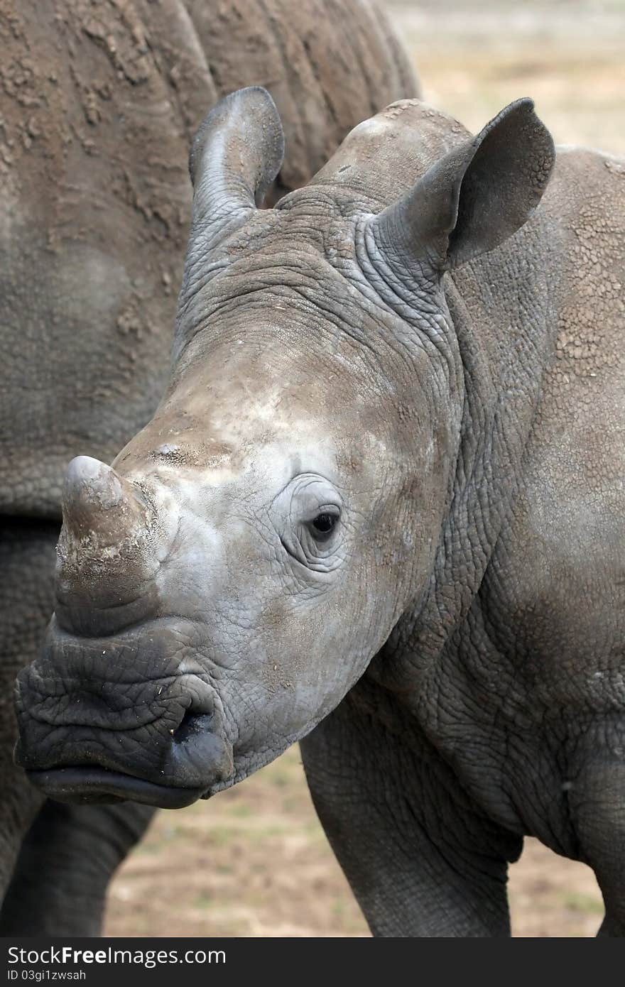 A young white rhino portrait