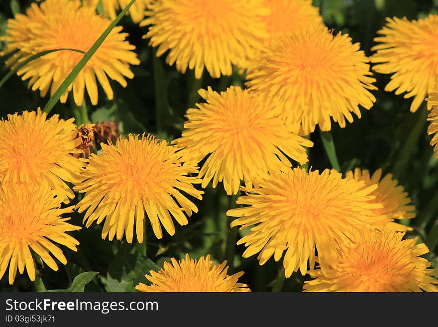 Field Dandelion