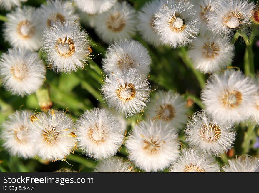 Structure of dandelion flowers