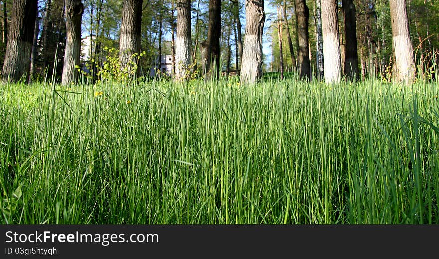 Lawn Grasses In The Forest