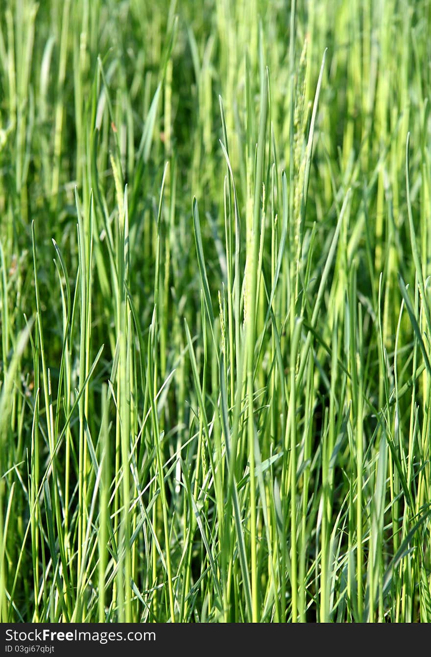 Lawn grasses