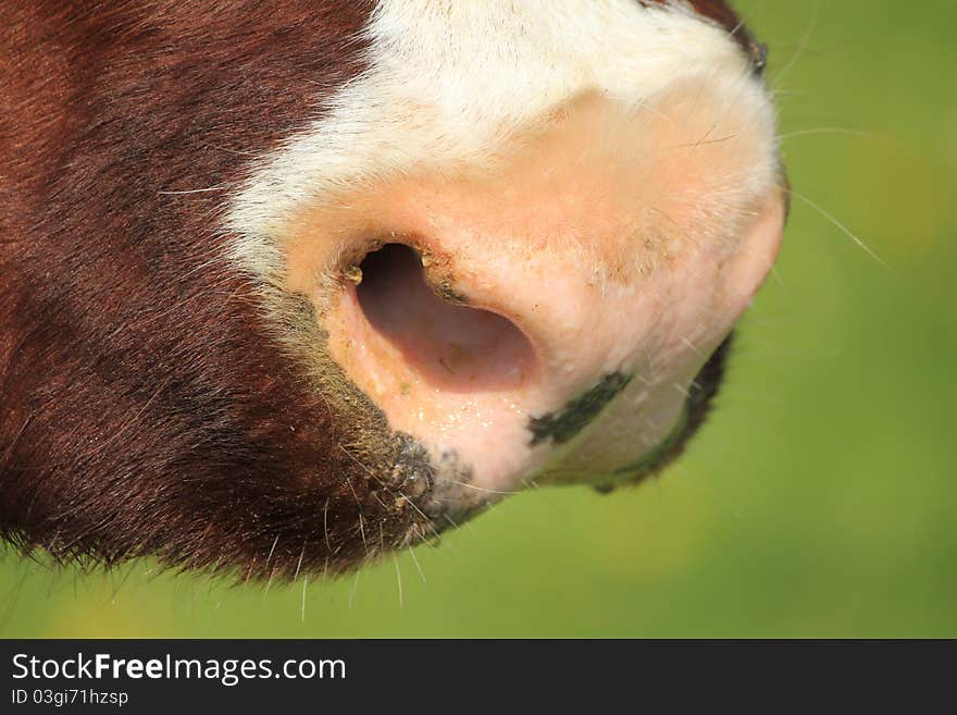 Cow Muzzle